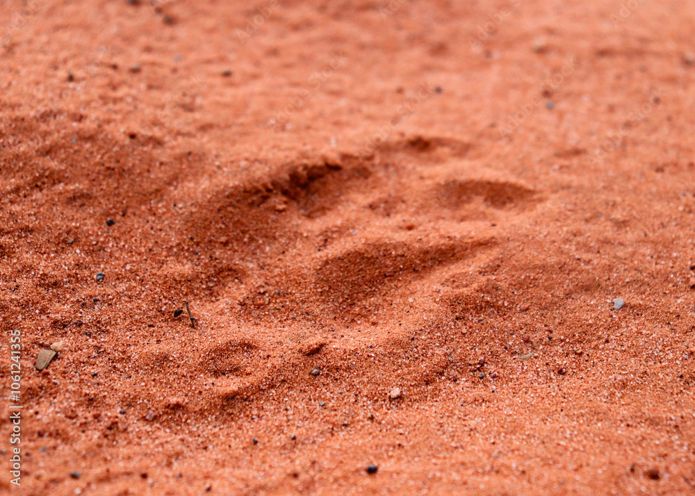 Animal print texture in the sand Animal print texture in the sand