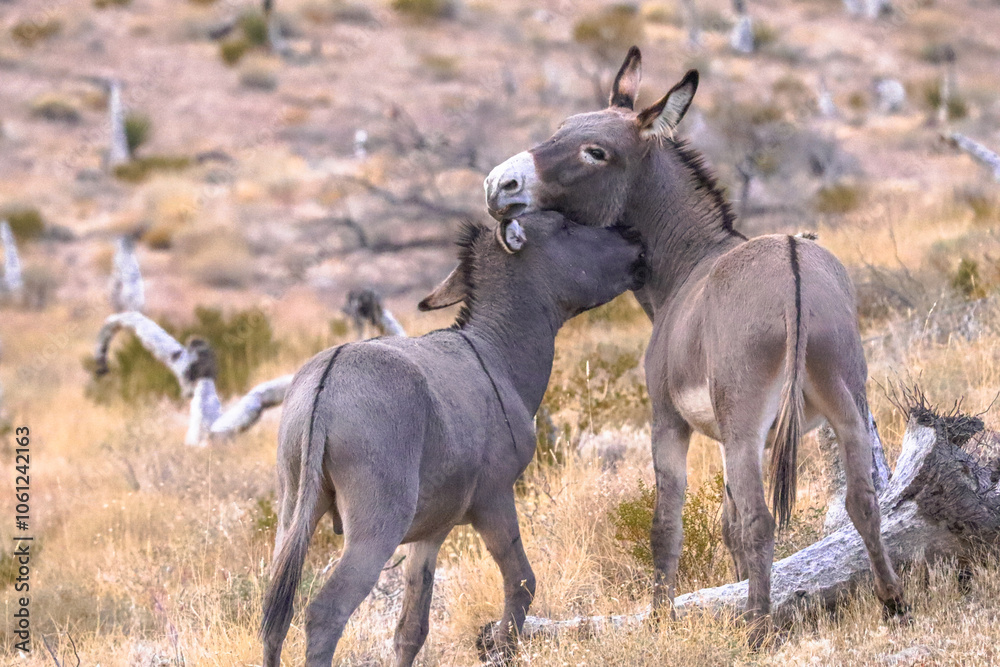 Fototapeta premium Donkeys in the wild