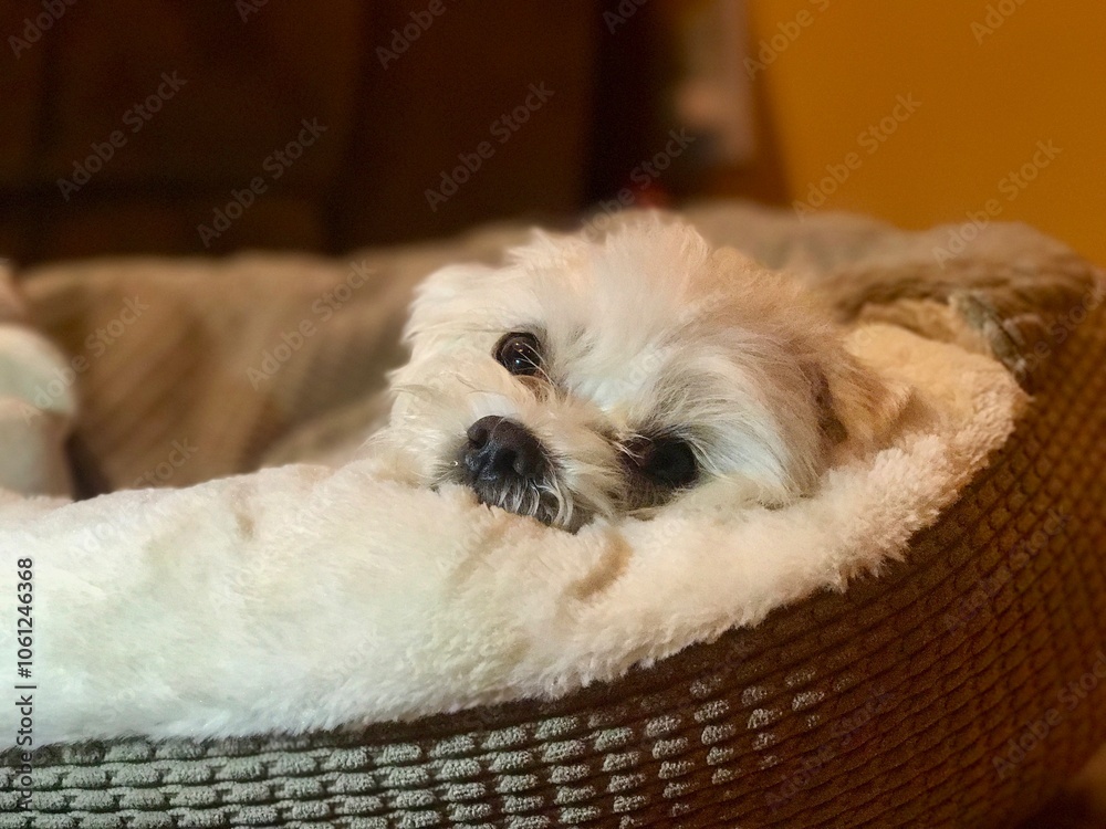 Puppy after a long day of hard work Puppy after a long day of hard work