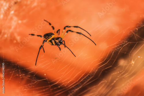 colorful spider photo