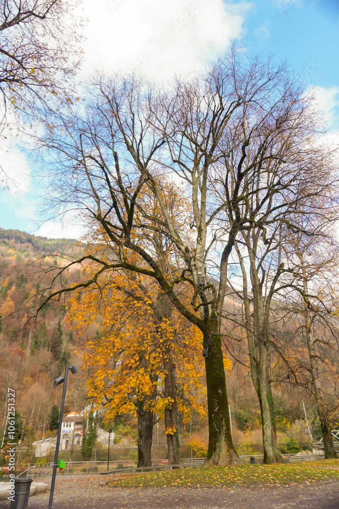 Fototapeta premium autumn in the park, Switzerland