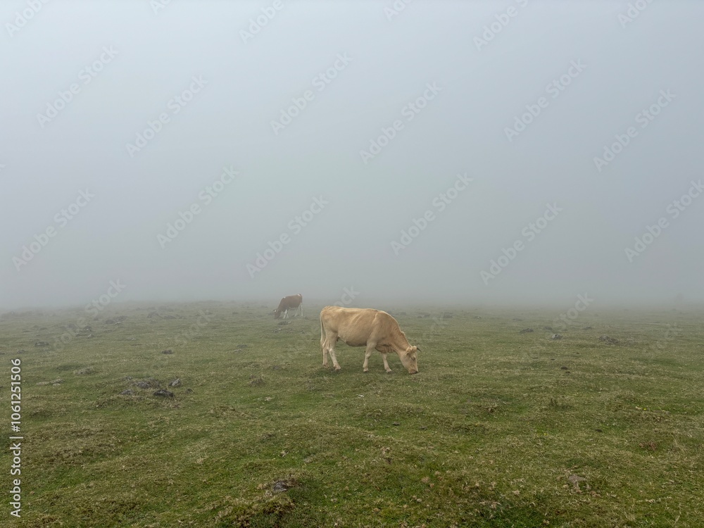 Obraz premium Cow grazing in the morning mist of the Fanal Forest in Madeira, Portugal 