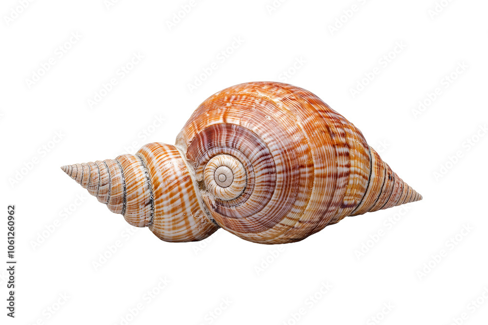 Beautiful Spiral Shell Isolated on White Background Beautiful Spiral Shell Isolated on White Background