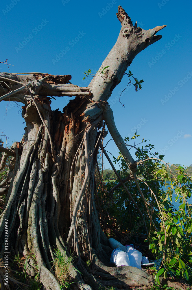 Damaged by hurricane Milton winds Large banyan tree early morning sunshine and shade Crescent Lake Park St. Petersburg, FL. Blue sky in back. Brown trunk and roots limbs hanging down with light and gr Damaged by hurricane Milton winds Large banyan tree early morning sunshine and shade Crescent Lake Park St. Petersburg, FL. Blue sky in back. Brown trunk and roots limbs hanging down with light and gr