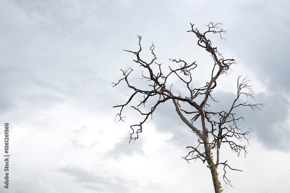 Tree die in the sky, Branches of dry wood boiler Tree die in the sky, Branches of dry wood boiler