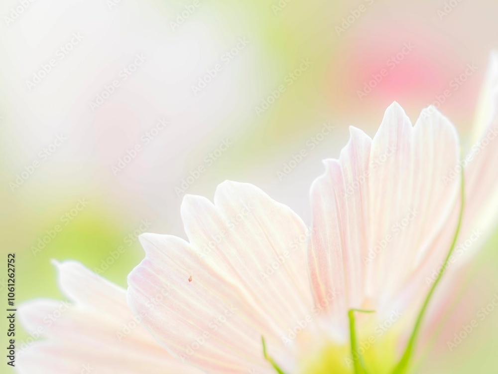 Fototapeta premium 秋の公園や花壇を彩るコスモスのある風景。背景。自然風景素材。