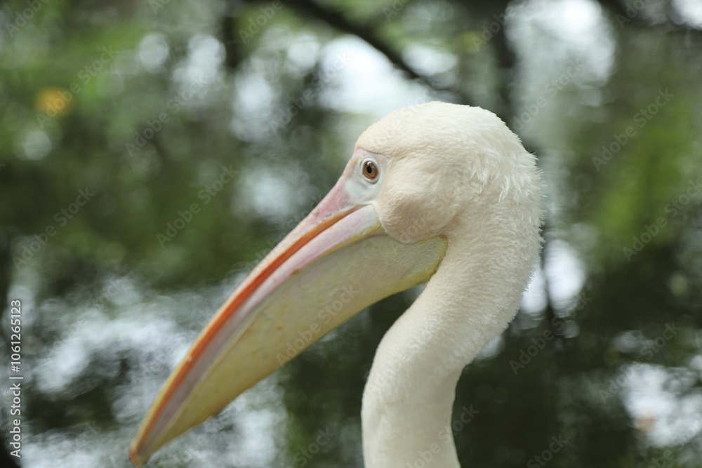 Fototapeta premium Great White Pelican