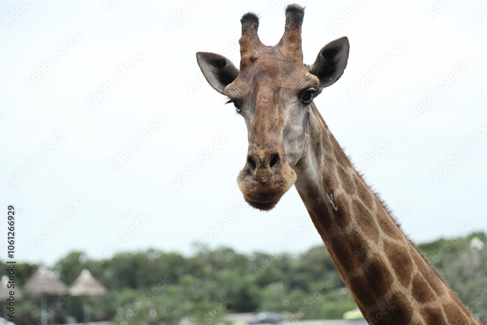 Fototapeta premium The Tall Giraffe