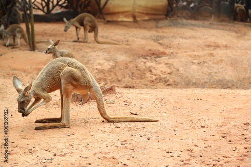 Kangaroo in the Wild photo