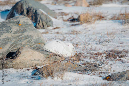 Sleeping Arctic Hare in Churchill, Manitoba, Canada.
