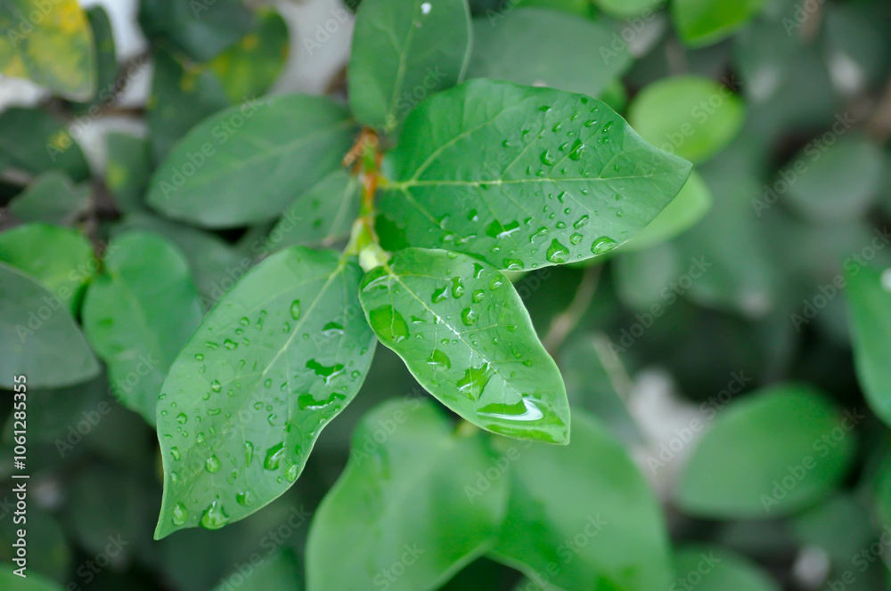 ficus pumila or climbing fig or MORACEAE and rain droplet ficus pumila or climbing fig or MORACEAE and rain droplet