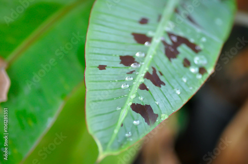 banana plant, blood banana or Musa acuminata or Musa balbisiana and rain droplet photo