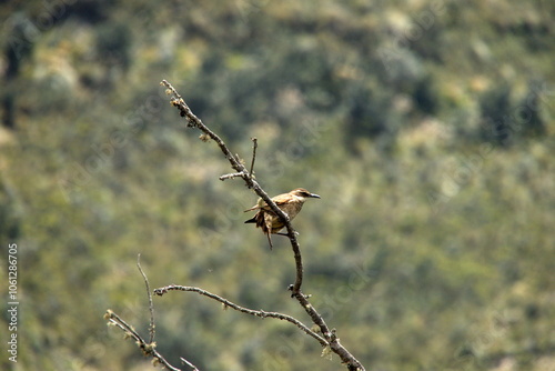 Stout-billed cinclodes (Cinclodes excelsior) perched on a branch in Cotopaxi National Park, Ecuador photo