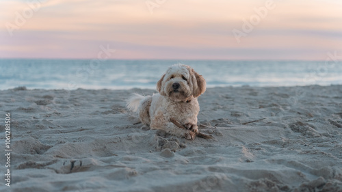 Fluffy dog in the sand photo