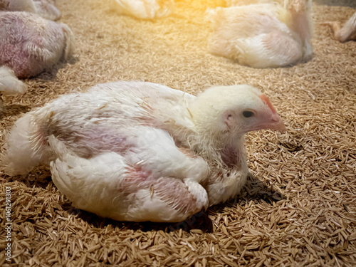 The chicken lying on the farm photo