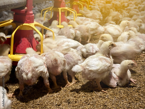 The chicken feeding by automate machine
