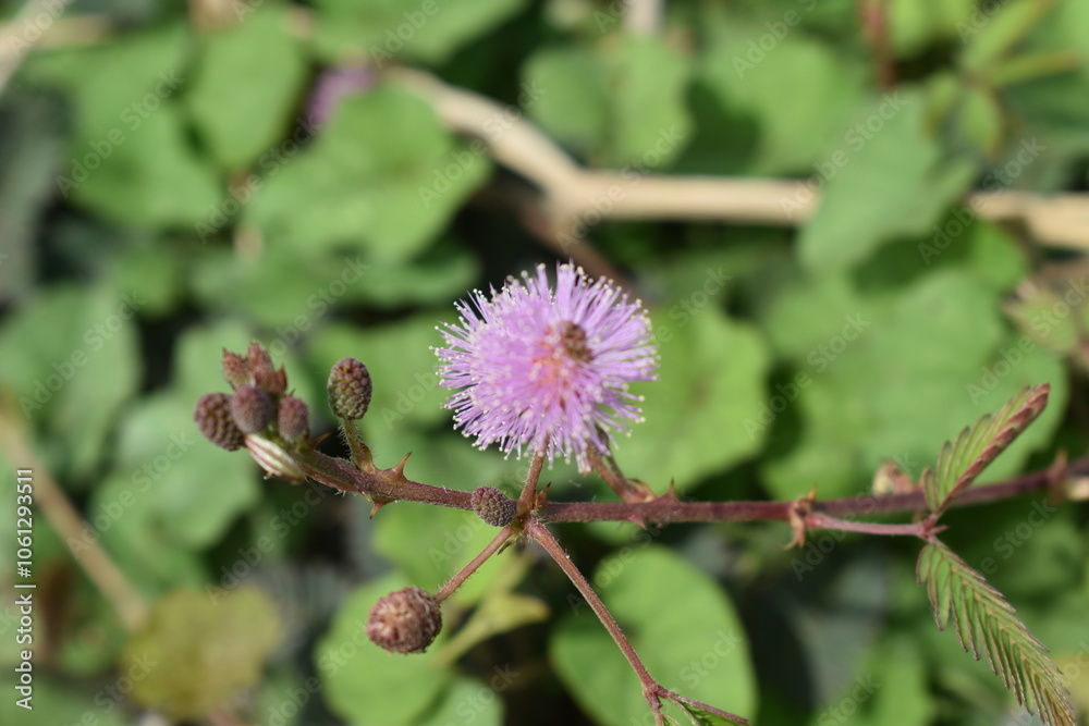 Close Up of Mimosa Pudica flower during the daytime Close Up of Mimosa Pudica flower during the daytime