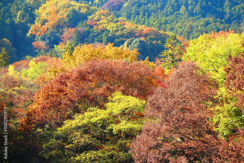 カラフルに色づく紅葉の尾根の風景1