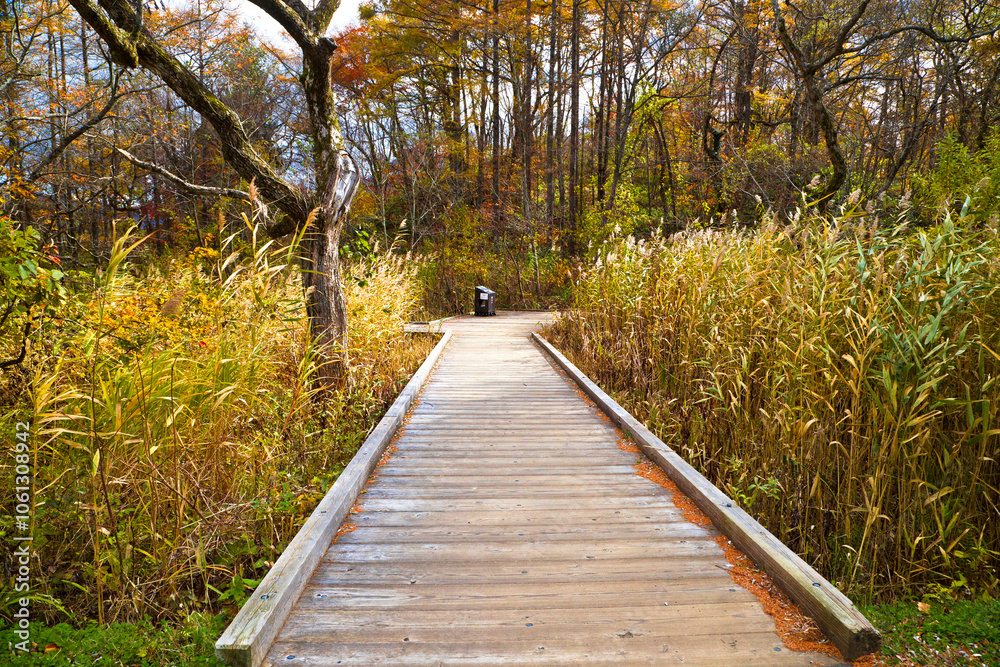 Fototapeta premium The Goshikinuma Nature Trail deep in Fukushima Prefecture, Tohoku, Japan.