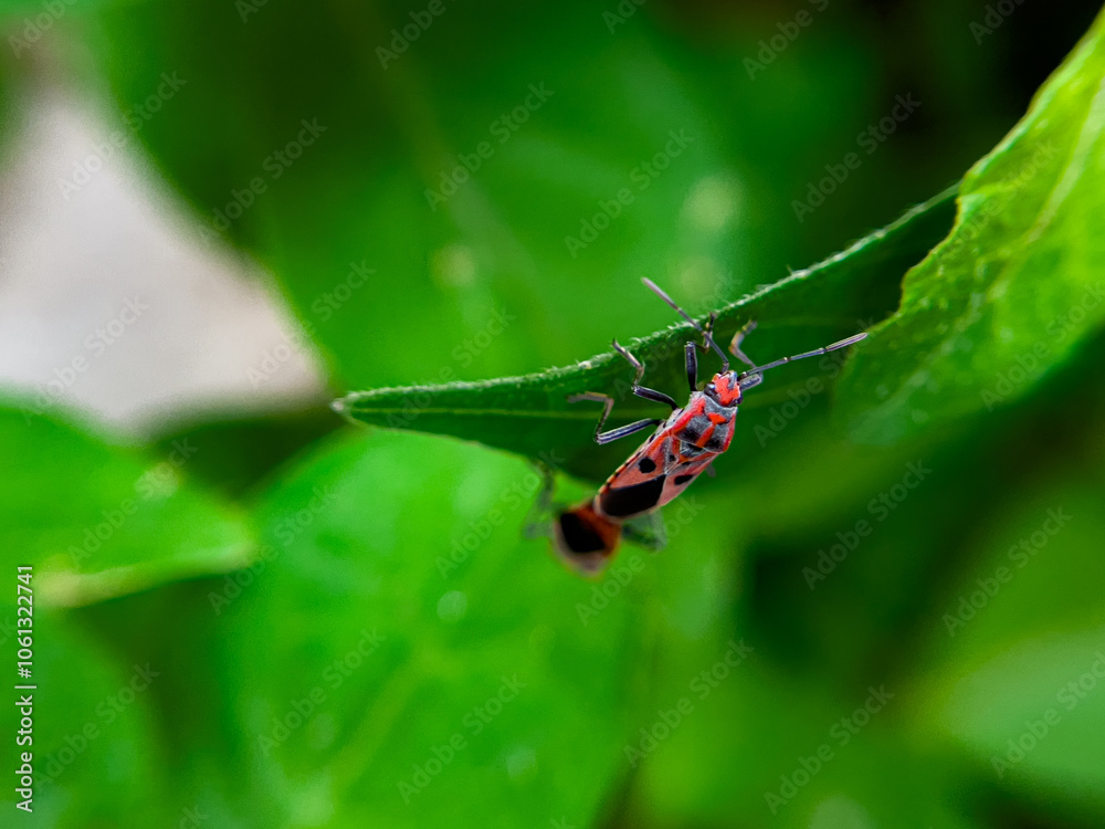 The Common Milkweed Bug (Oncopeltus fasciatus), also known as the Large Milkweed Bug The Common Milkweed Bug (Oncopeltus fasciatus), also known as the Large Milkweed Bug
