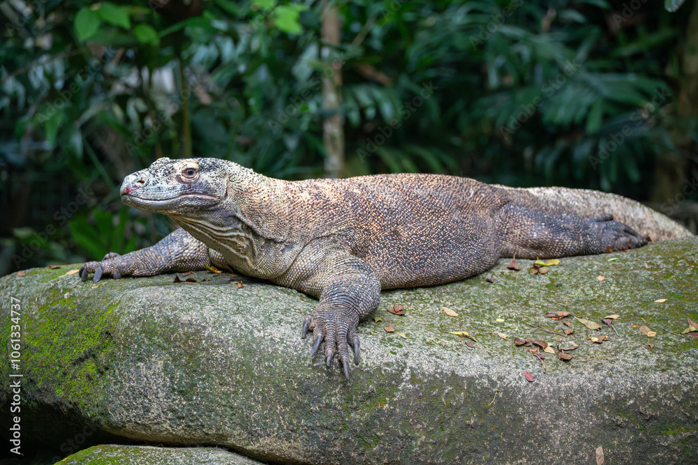 Komodo Dragon (Varanus Komodoensis, Komodo Monitor) sunning itself on mossy rock. World's largest monitor lizard endemic to Komodo, Rinca, Flores, and Gili Motang Island, Indonesia.