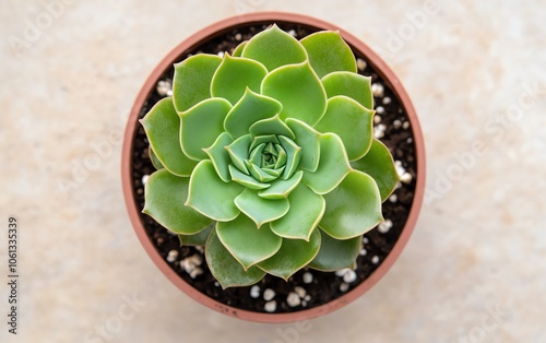 A top view of a vibrant green succulent plant in a terracotta pot, showcasing its rosette shape and intricate leaf patterns. photo