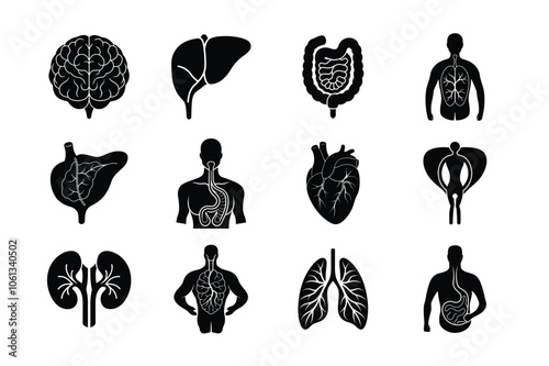 Internal Organs of human vector silhouette bundle