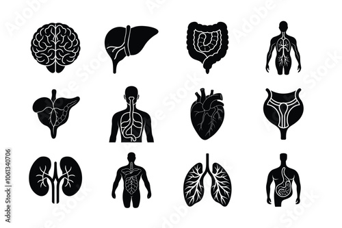 Internal Organs of human vector silhouette bundle