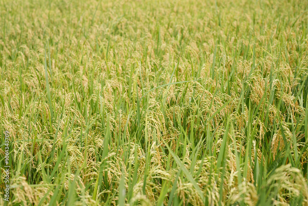 Agriculture, hand tenderly gently touching holding a young rice in the paddy field outdoor. Agriculture, hand tenderly gently touching holding a young rice in the paddy field outdoor.