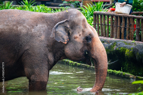 Photography Asian Elephant (Elephas Maximus, Asiatic Elephant, Indian Elephant) close up, in water pond or pool