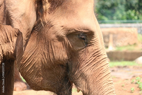 Photography elephant close up Sumatran elephants are very friendly