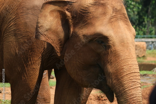 Photography elephant in the zoo Sumatran elephants are very friendly