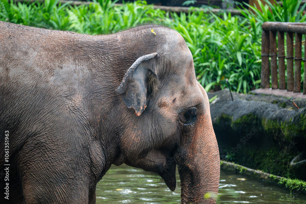 Naklejka premium Asian Elephant (Elephas Maximus, Asiatic Elephant, Indian Elephant) close up on face or head, in water pond or pool