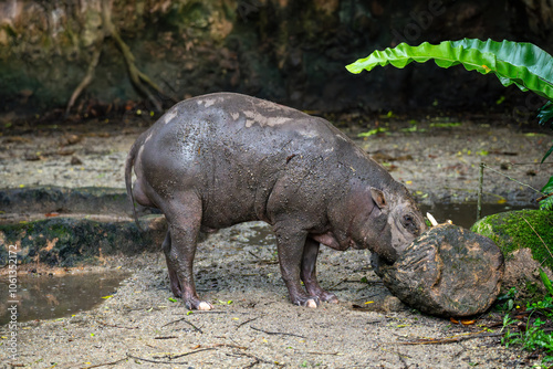 Babirusa (Babyrousa, Deer Pig, Deer-Pig, Babi Rusa) a member of the swine family found on the Indonesian islands of Sulawesi, Togian, Sula and Buru.