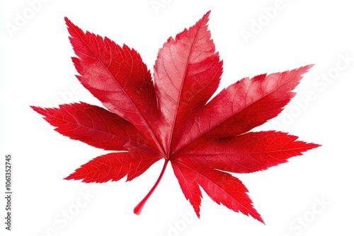 Vibrant red maple leaf isolated on white background showcasing detailed veins and shape.