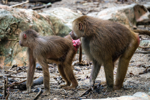 Hamadryas Baboon (Papio Hamadryas) - a species of Baboon, within the old world monkey family. Native to the Horn of Africa photo