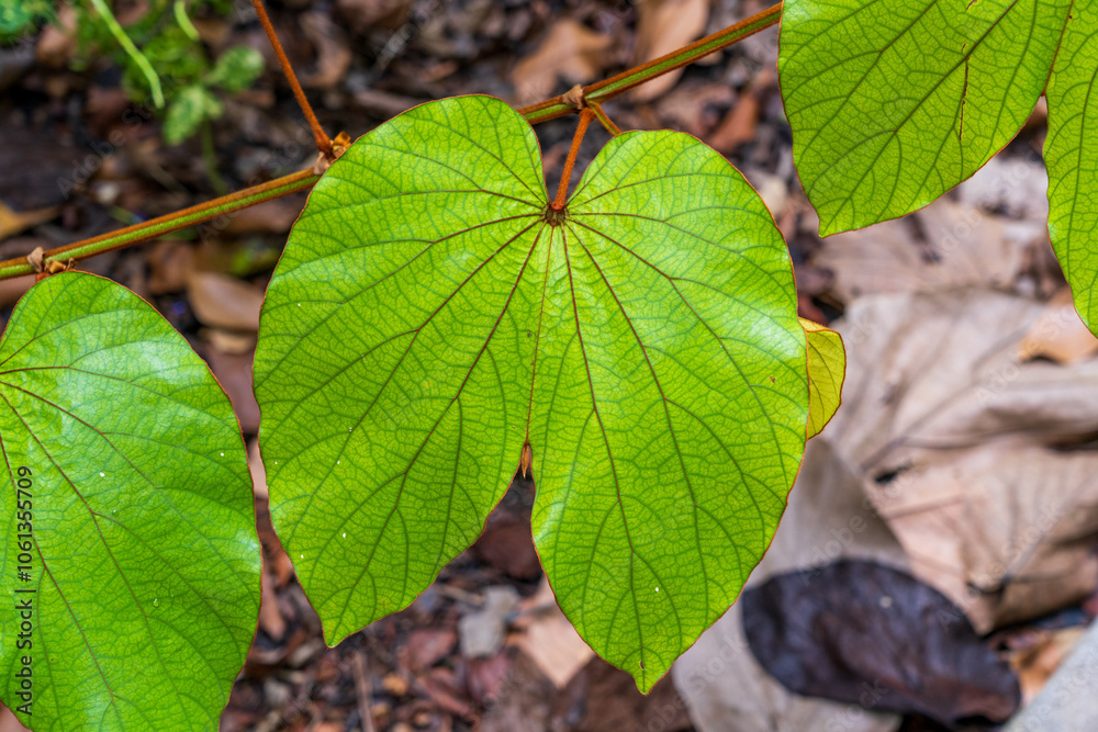 Gold Leaf Bauhinia (Bauhinia Aureifolia, Phanera Aureifolia) with green, young leaves. Gold Leaf Bauhinia (Bauhinia Aureifolia, Phanera Aureifolia) with green, young leaves.