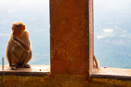 Cute Monkey with her baby hand in other end. Spotted and clicked at Yercaud hill station, Tamil Nadu, India.  photo