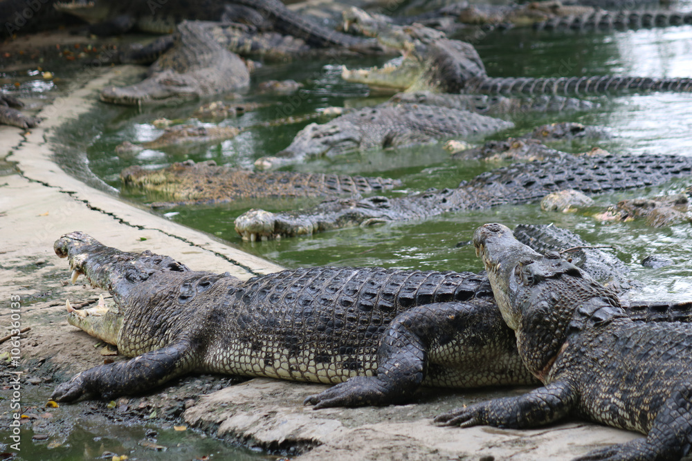 Alligator ready to look for something to eat Alligator ready to look for something to eat