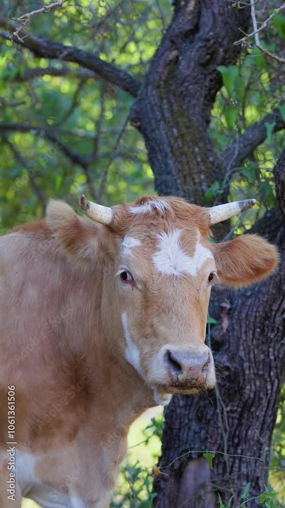 Vertical shot. A brown and white cow stands in a field with the sun shining through the trees behind it. Vertical shot. A brown and white cow stands in a field with the sun shining through the trees behind it.