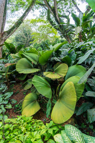 Licuala Orbicularis (Parasol Palm, Licuala Veitchii, Pritchardia Grandis) is a species of palm in the genus Licuala. It is endemic to southwestern Sarawak on the island of Borneo. photo