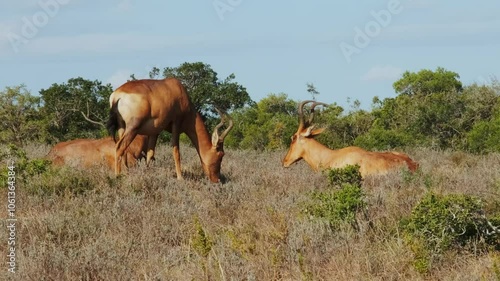 Scenic view of group of adult antelopes resting on a warm evening afternoon and eating grass in the wild savannahs. Wildlife in the Addo National elephants park in South Africa. Safari. Cinematic shot