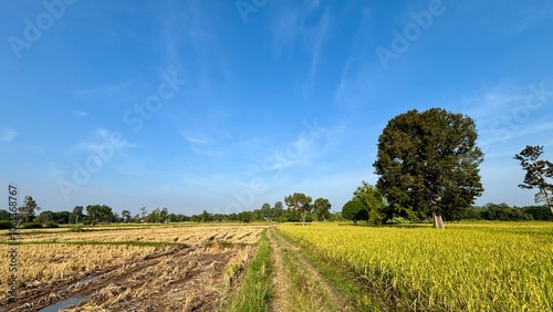 landscape with field and blue sky