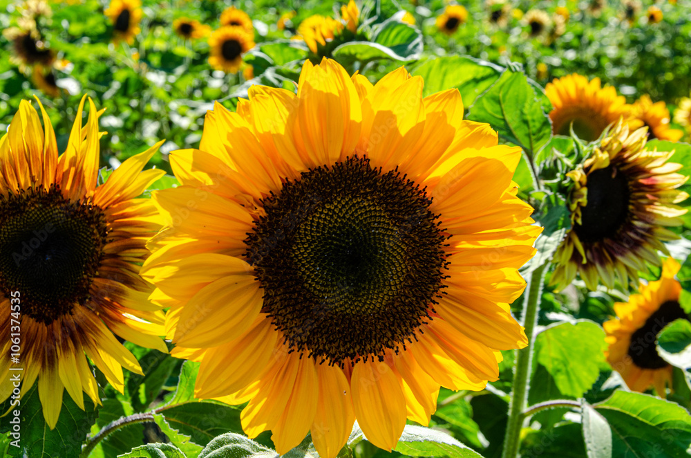 Sunflower cultivation in a flower farm in the Fraser Valley, BC, Canada Sunflower cultivation in a flower farm in the Fraser Valley, BC, Canada