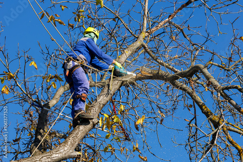Tree arborist using chainsaw to cut tree down, while wearing safety gear. Woodcutter in uniform climbing and working on heights, process of tree trunk pruning and sawing on a top in sunny day.