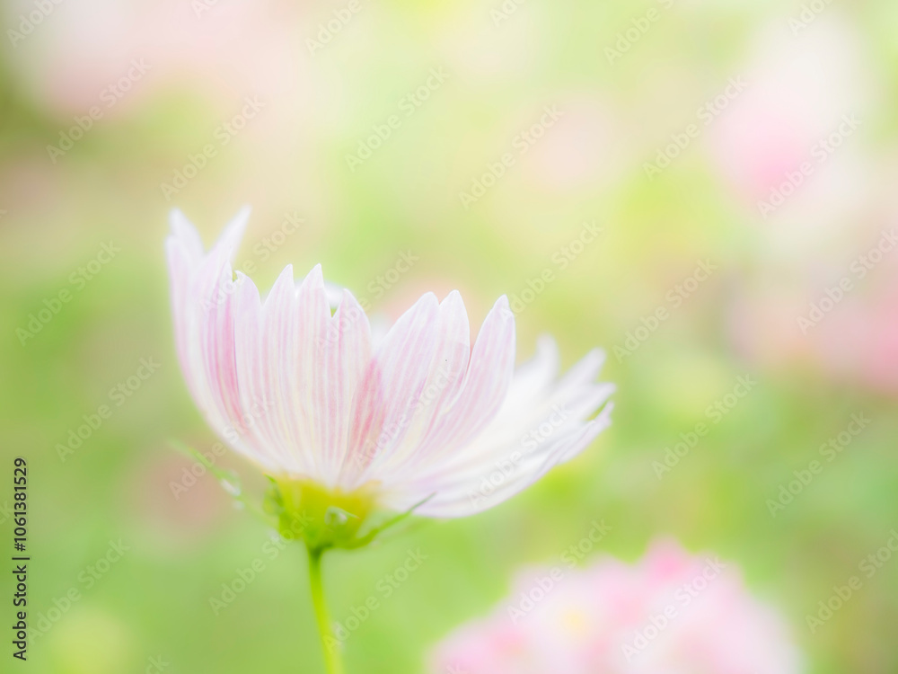 秋の公園や花壇を彩るコスモスのある風景。背景。自然風景素材。