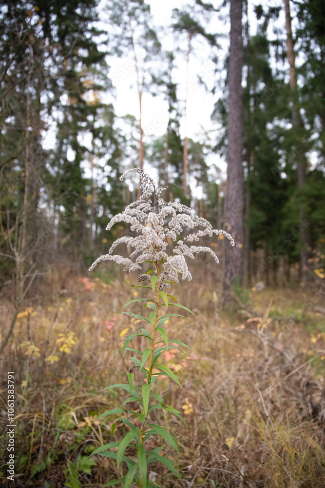 A dried-up beautiful plant in the autumn forest between the trees A dried-up beautiful plant in the autumn forest between the trees