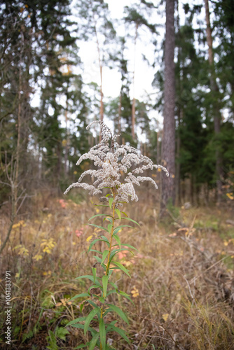 A dried-up beautiful plant in the autumn forest between the trees