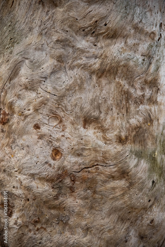 Textured whimsical abstract background tree trunk eaten by insects