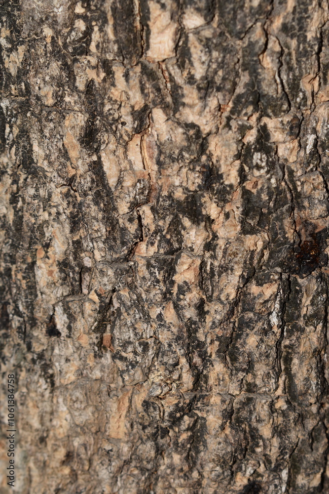 Close-up of tree texture with sharp details Close-up of tree texture with sharp details